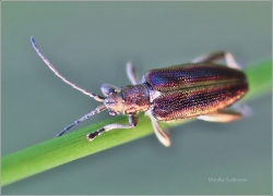 <p>RÁKOSNÍČEK OBECNÝ (Donacia semicuprea) ---- /species of leaf beetles - Schilfkäfer/</p>